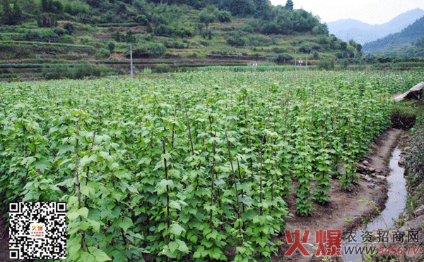 四季豆种植方法