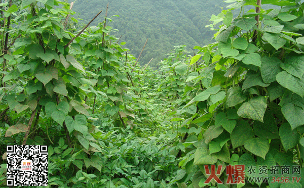 四季豆种植方法