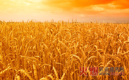 春小麦的生长周期