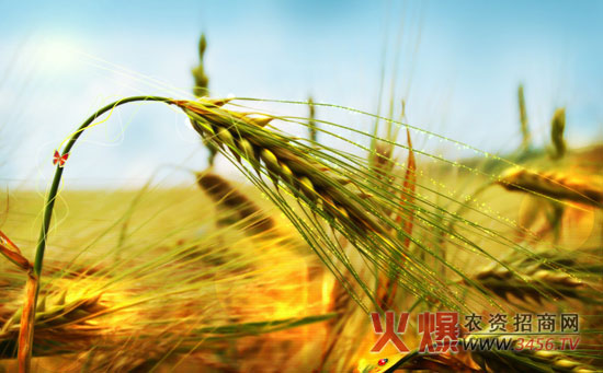 春小麦的生长周期