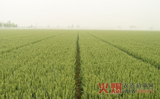 春小麦种植技术