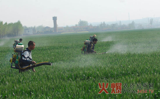 小麦孕穗期管理