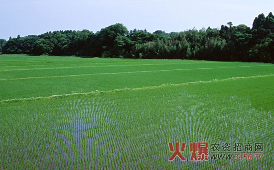 水稻秧田管理技术