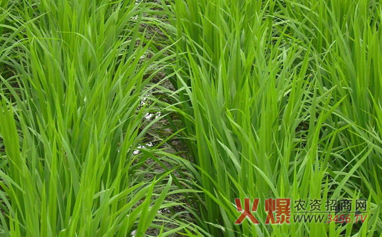 水稻秧田管理技术