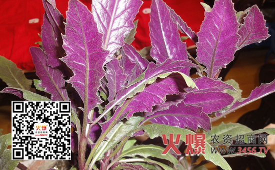 紫背菜栽培技术