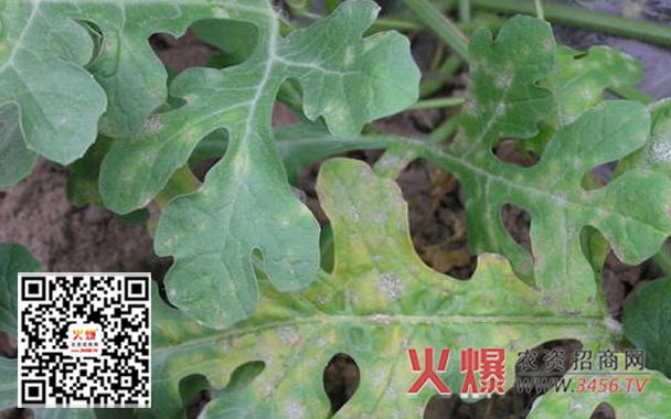 西瓜白粉病