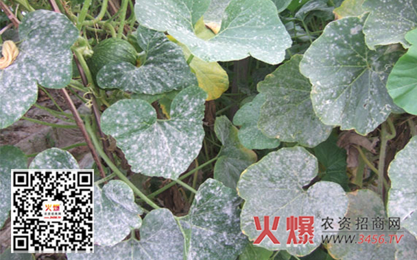 西瓜白粉病防治方法