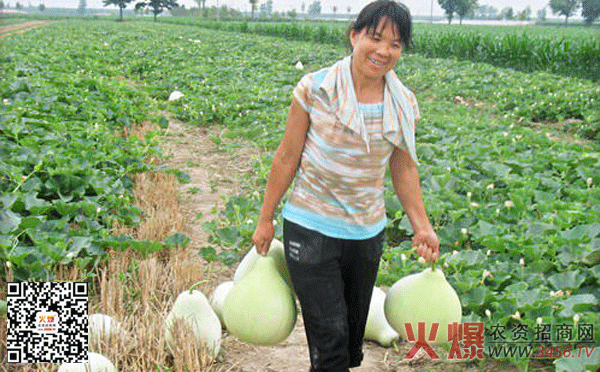 菜葫芦种植方法