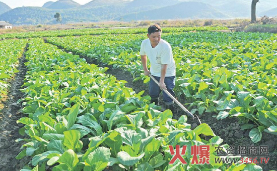 菜心病虫害的防治