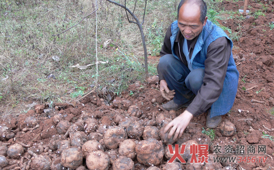 魔芋种植时间