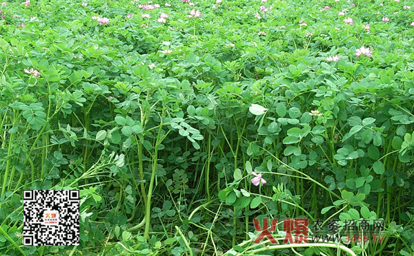 绿肥种植技术