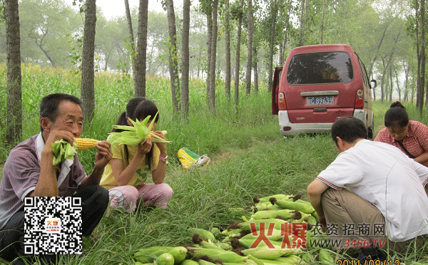 水果玉米种植技术