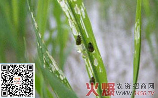水稻负泥虫的防治方法