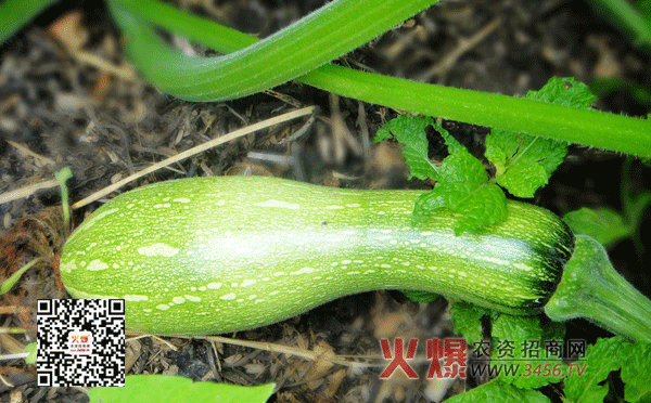 南瓜种植技术