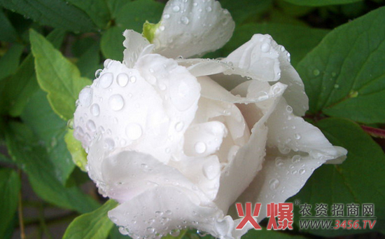 白芍的种植技术
