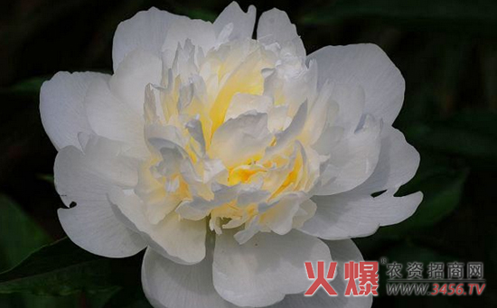 白芍种植方式