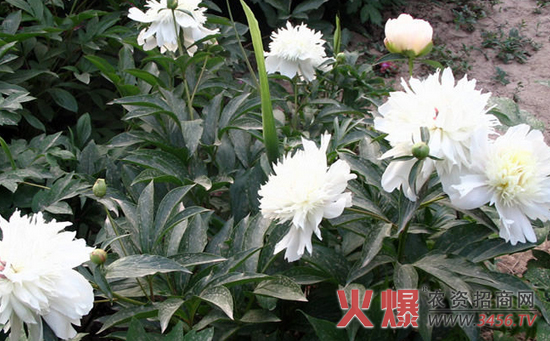 白芍病虫害的防治