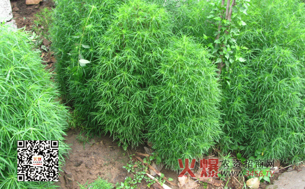 扫帚苗种植方法