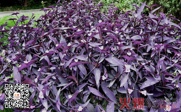 紫竹梅的养殖方法