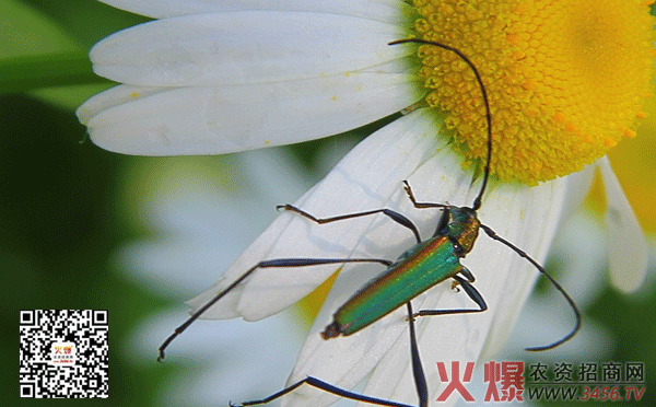 西洋滨菊种植方法