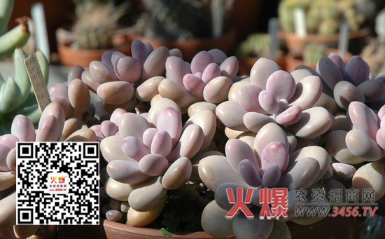 桃美人的养殖方法