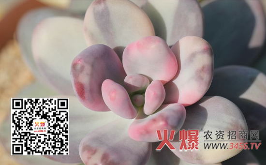 桃美人的养殖方法