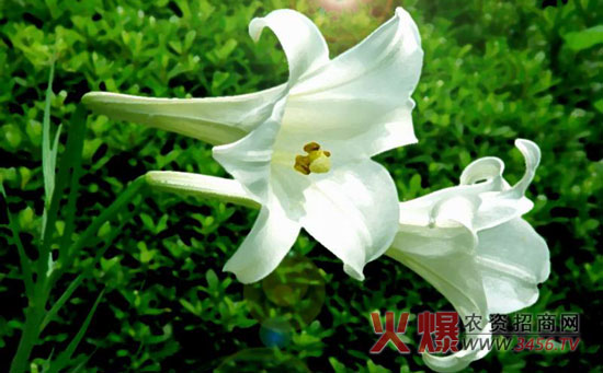 百合开花后怎么处理