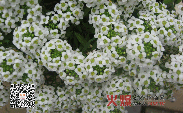 香雪球的种植方法