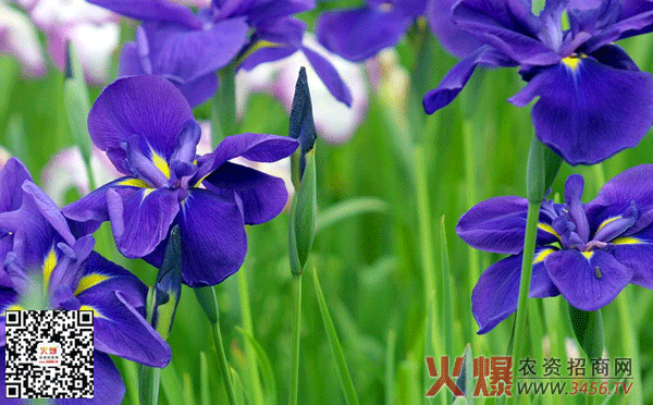 紫露草种植方法