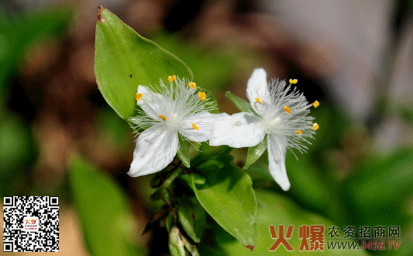 紫露草种植方法