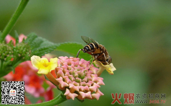 马鞭草种植方法