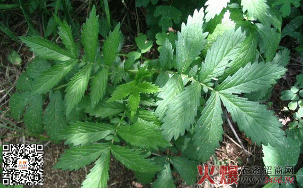 龙牙草种植方法