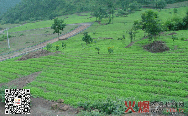 党参种植方法