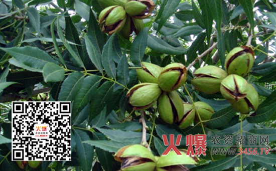 薄壳山核桃的繁殖方法