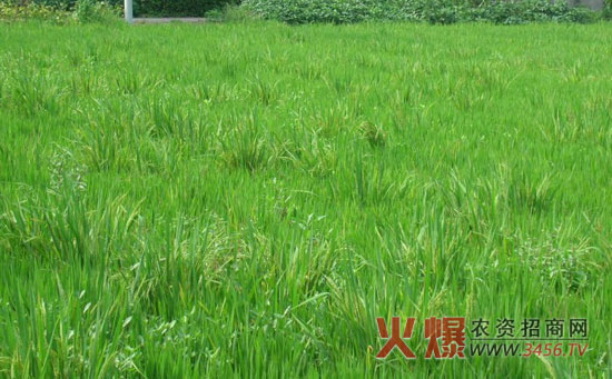 水稻除草剂的使用方法