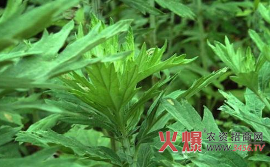 艾草种植方法