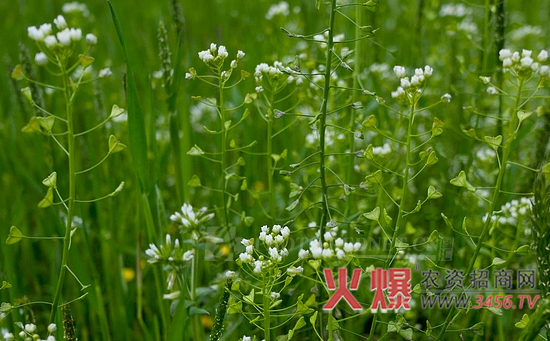 荠菜的种植技术