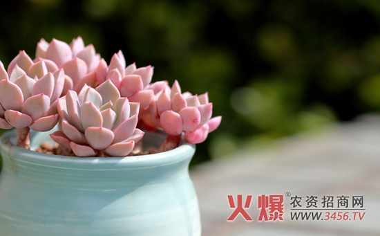 怎么判断是否需要浇水