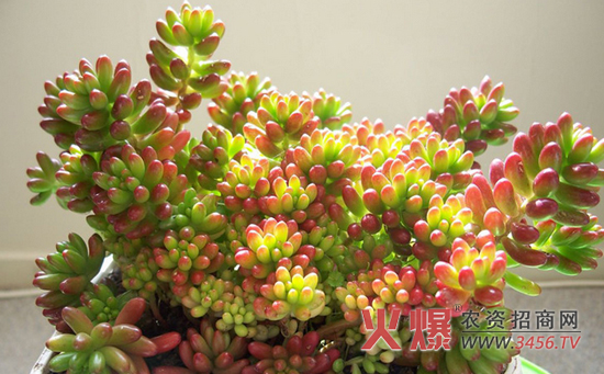 多肉植物浇水方便
