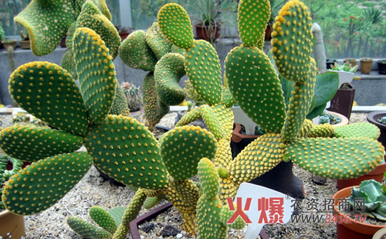 防辐射植物——仙人掌