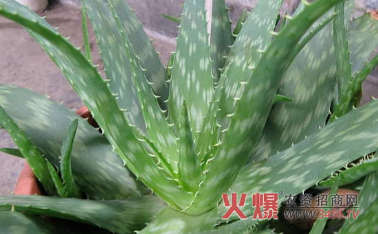 防辐射的植物—芦荟