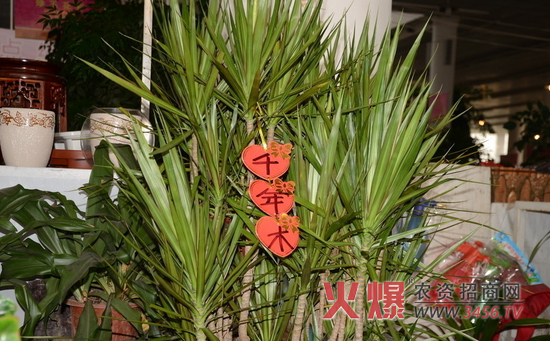 防辐射的植物—千年木