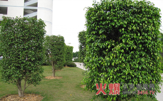 防辐射植物—垂叶蓉