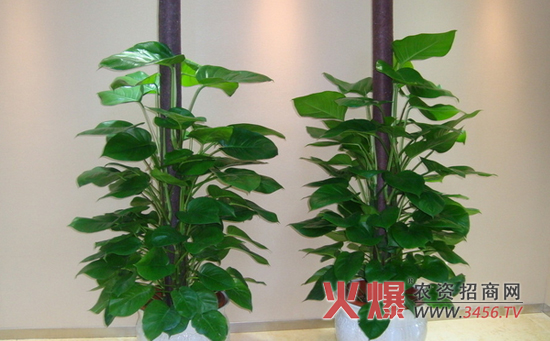 防辐射植物—黄金葛
