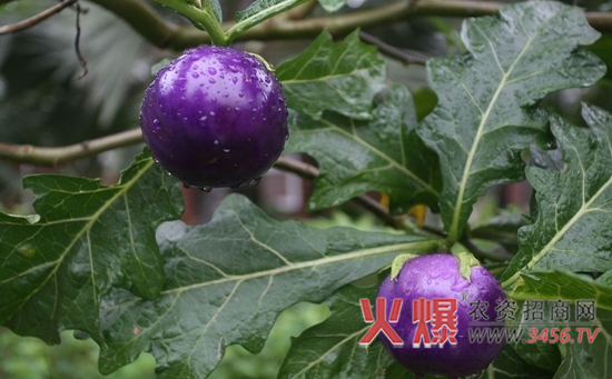 紫番茄种植技术