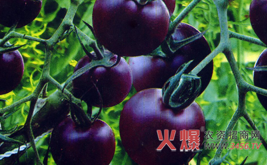 紫番茄种植技术