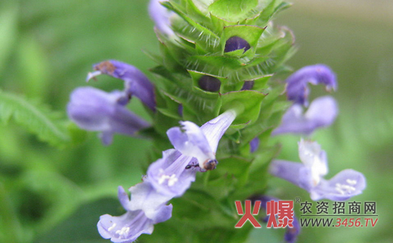 夏枯草种植技术