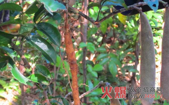 牛大力123高产种植方式