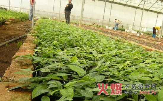 牛大力123高产种植方式