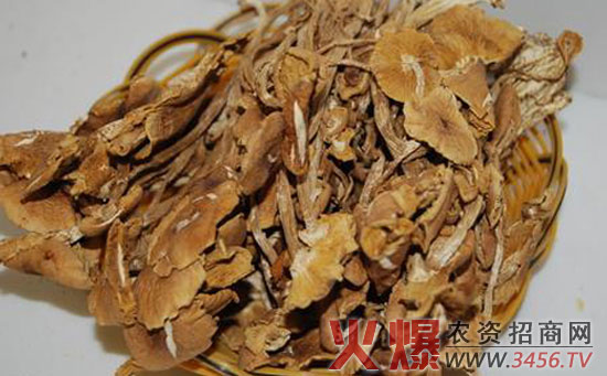 茶树菇生物特征